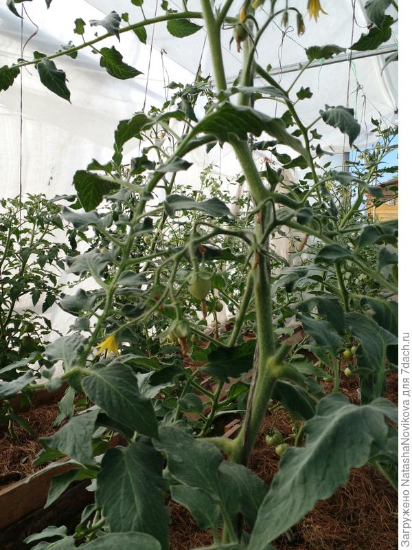 третья кисть начала завязываться, и это при ночных t +8°