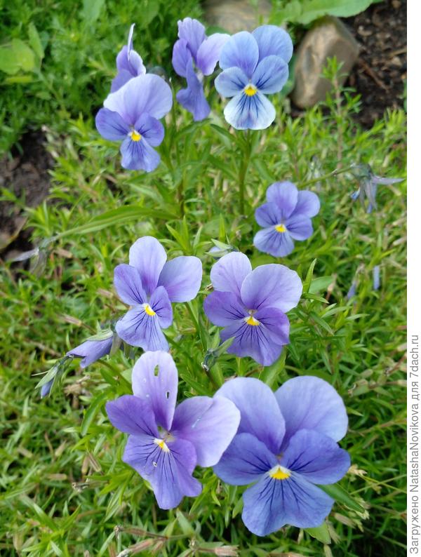 анютки вполне самостоятельно размножаются