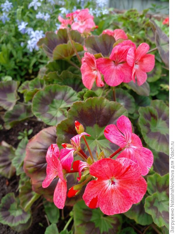 подмёрзшие герани начнают оживать