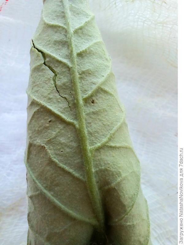 этот проращивался