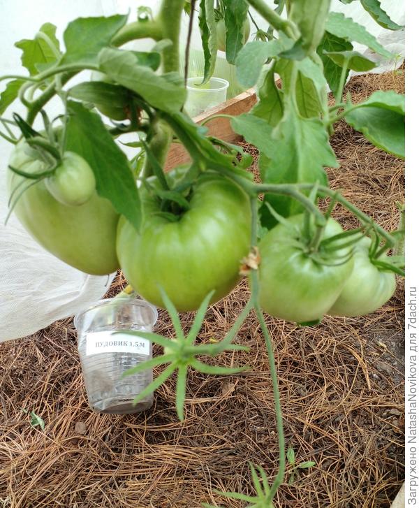 хвоя горячая в теплице +21°, а на улице + 11° и дождь