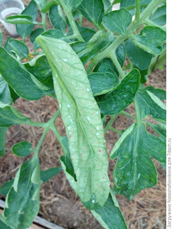 вот тут коричневые пятнышки