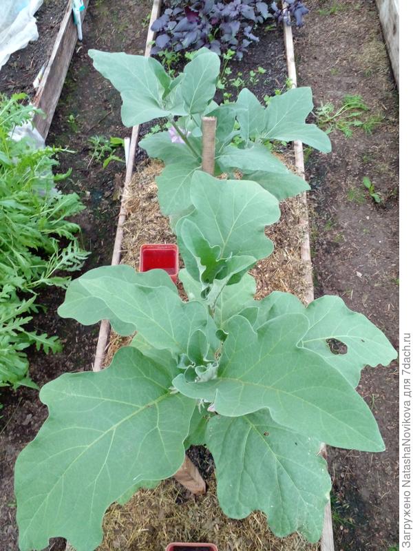 мои лопухастые)) а туман компактный ))