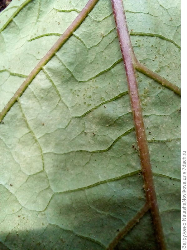 кладка вредителя или что?