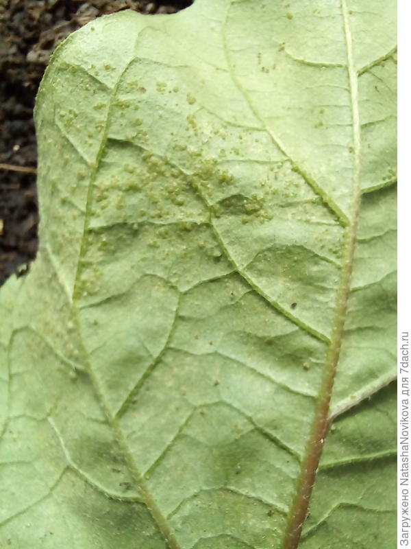 уже в другой теплице, видимо на одежде занесла