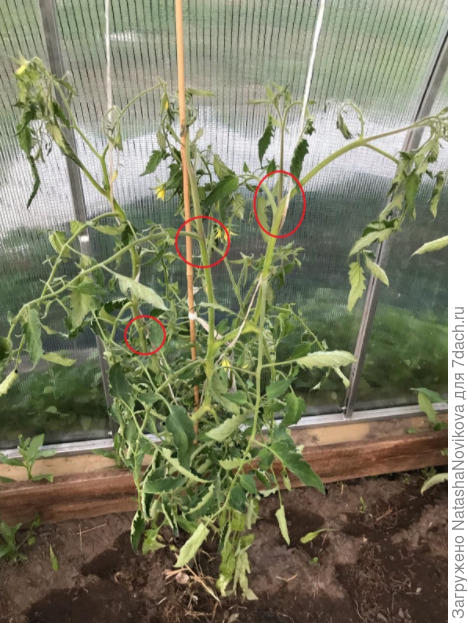 кружочками обвела коричневые пятна и штрихи - похоже на бактериоз((