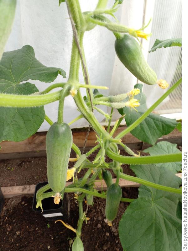 по два огурчика в каждой пазухе