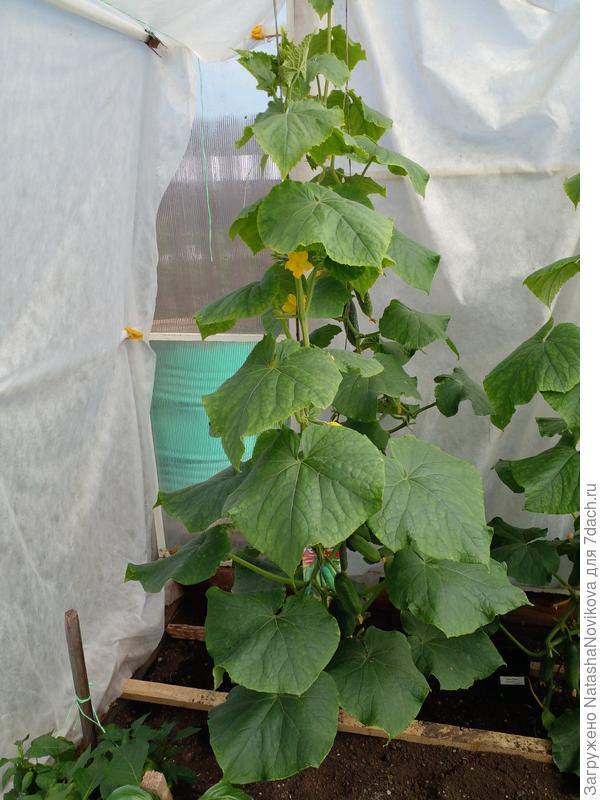 этот куст уже буду приспускать