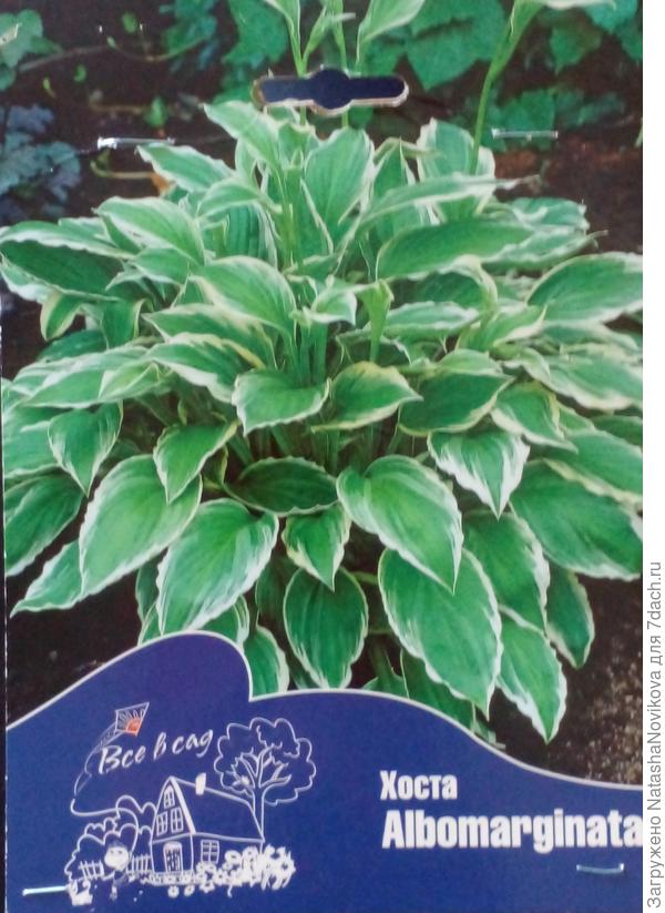 эти чуть не погибли в полутени, пересадила на солце ожили