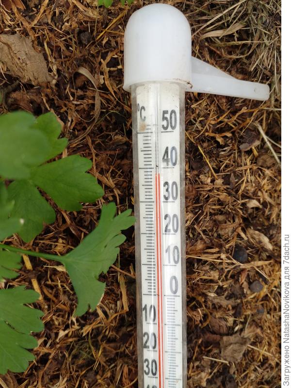 в теплицах жара