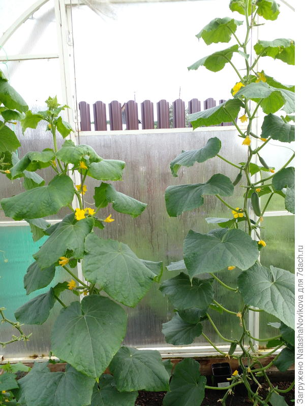 весёленькие))