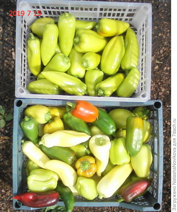 снимала зелеными