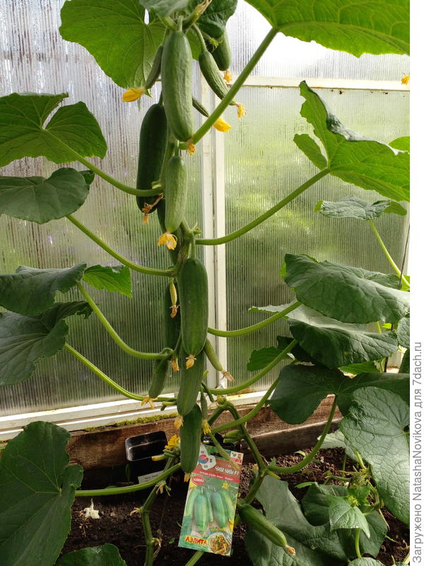 пять дней спали с 4 июля до 9 июля, холодно им было