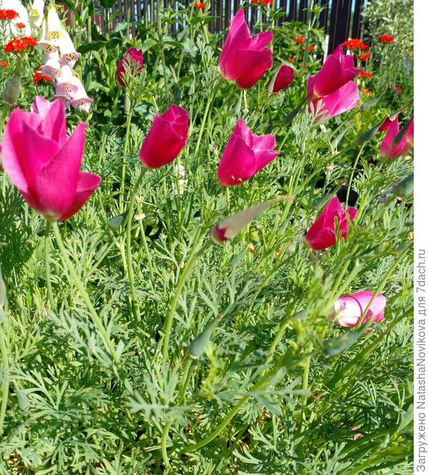 нежность и красота