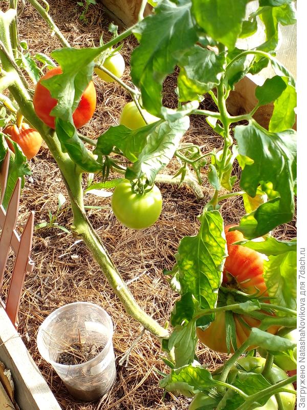 Июль, я вновь тебя люблю))