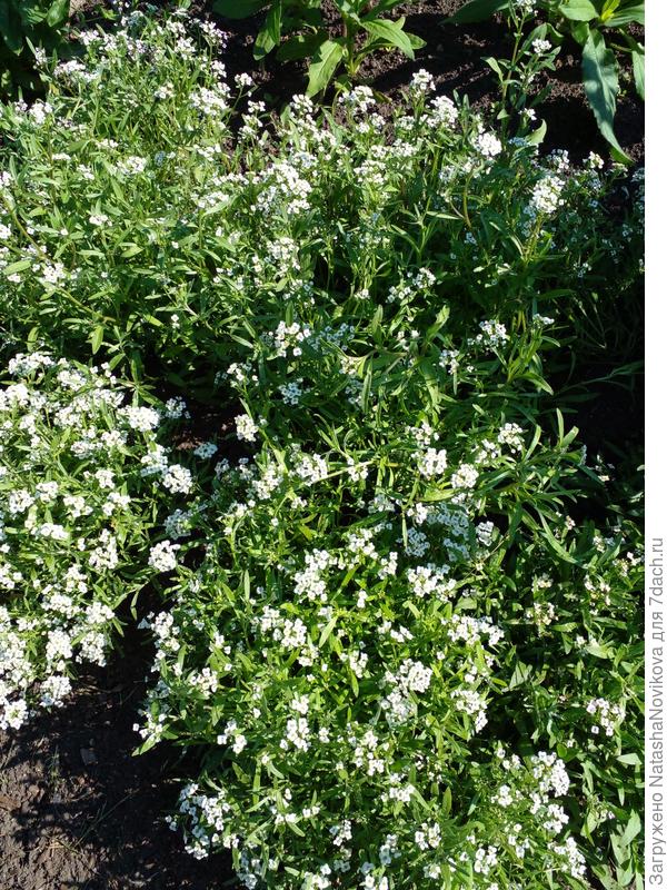 и запах мёда