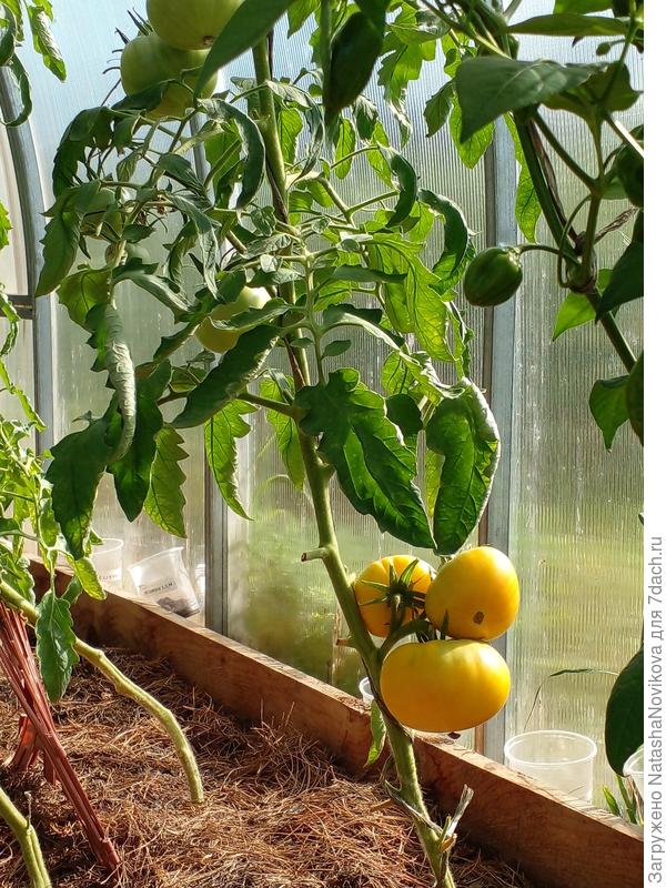 и конечно же любимые овощи спеют))