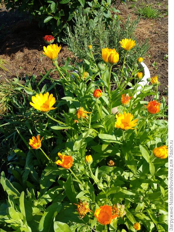 останься лето на побольше дней))