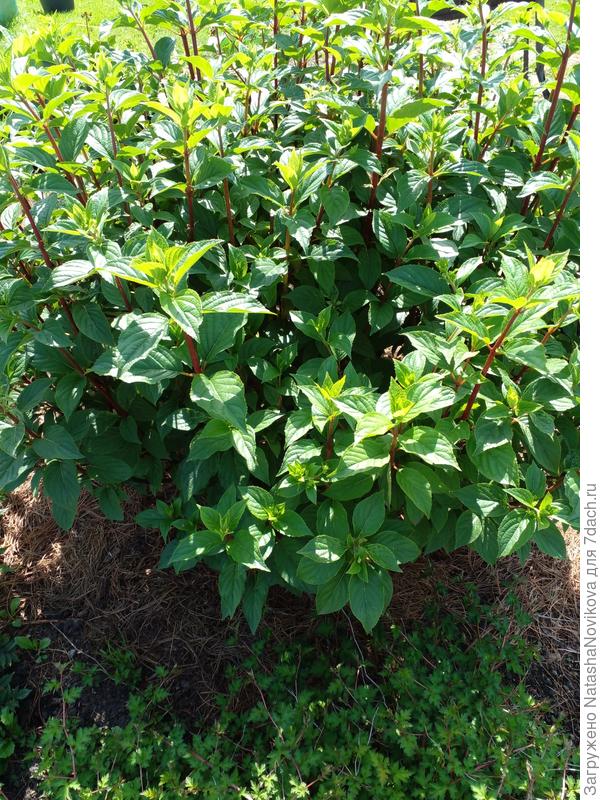 или подкормить ударной дозой?