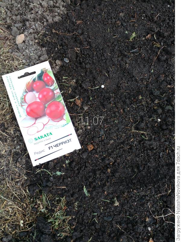 редиски в пакетике 37 семян(( круто((