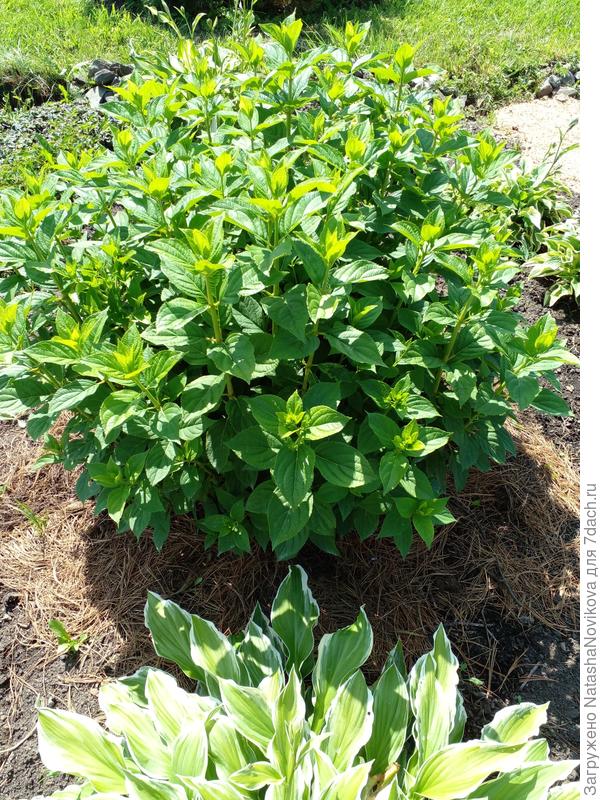 сплошные заросли((