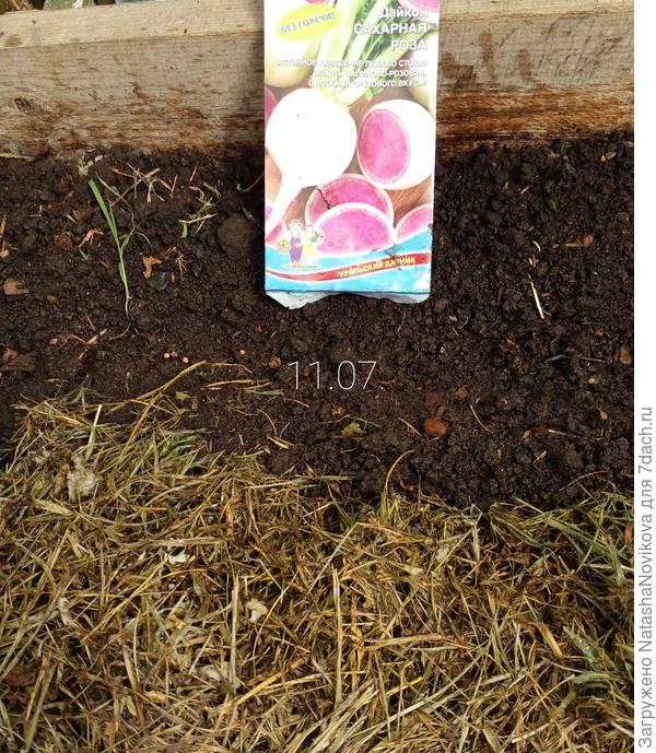 семян дайкона было много 69 штук