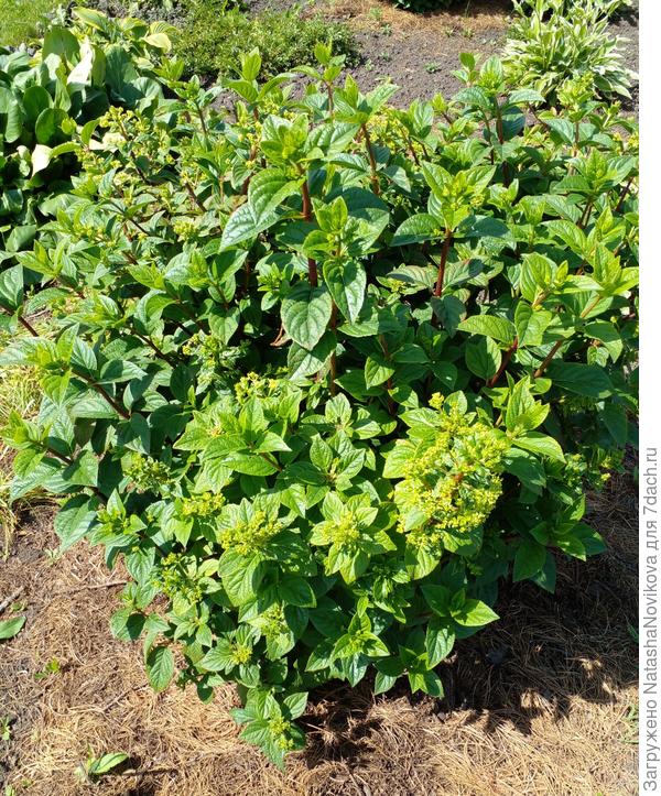 может ферровитом опрыснуть? боюсь цеты обжечь