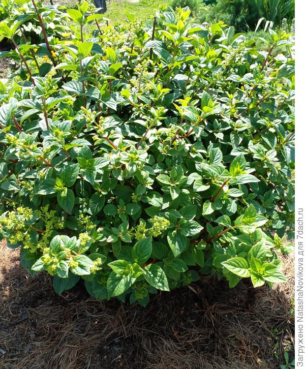 из за густоты, наверное, начали хлорозить, как дать хелата? под корень?