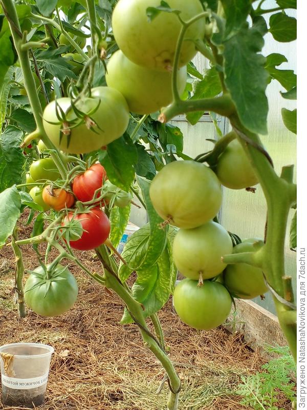 томаты тяну как могу, но вкусные)) но мало))