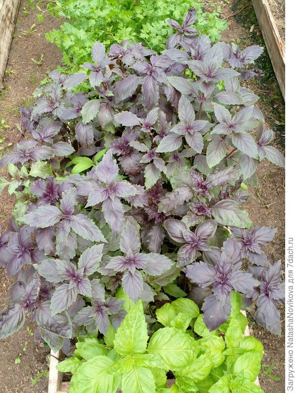 аромат просто обалденный