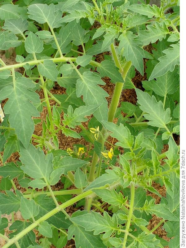 самосевки томатов цветут, ну очень интересно что от них будет