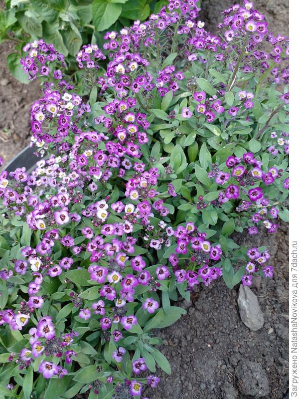 много мне уже не надо, краскам лета буду рада))