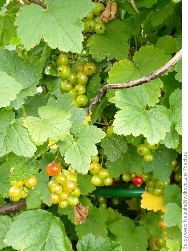 ягодки спеют