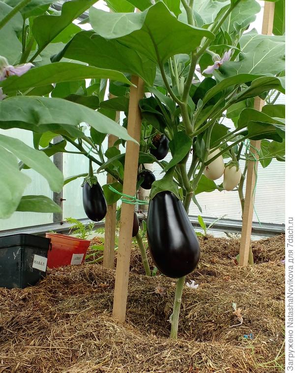 от паутинного клеща спасла и они меня благодарят))