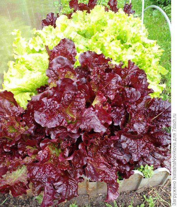 витаминок объелись))