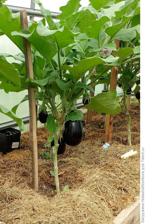 баклажаны радуют))