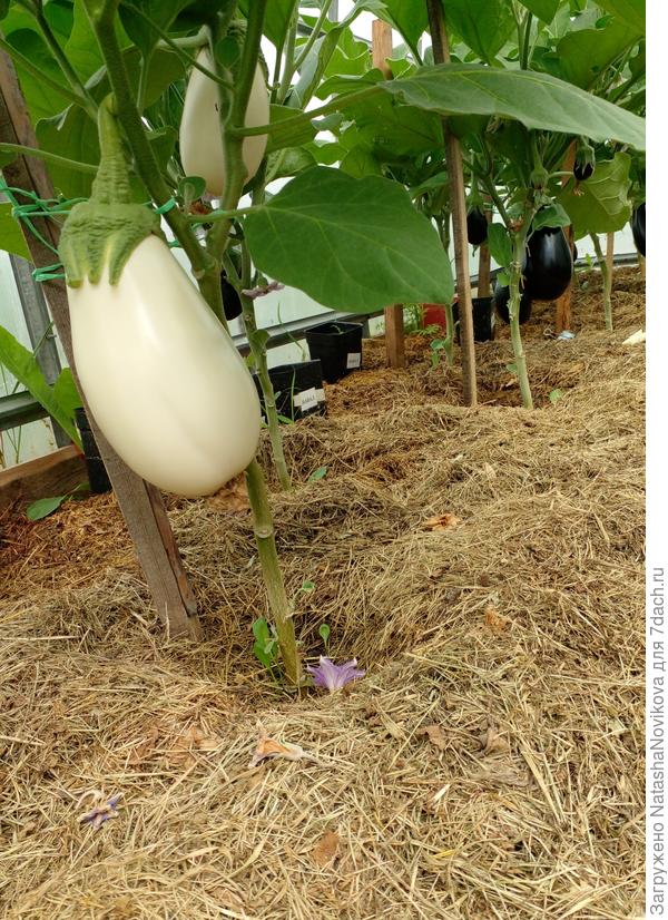 жирненькие)) как я их люблю))