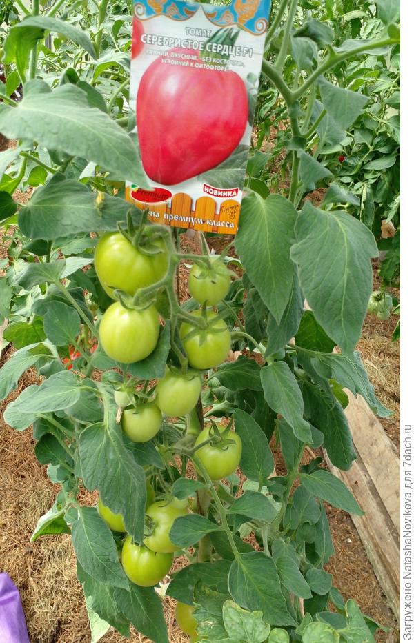 а этот гибрид не болеет, имунка сильная