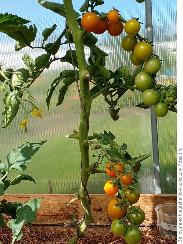 девятую кисть под крышей завязал, сегодня на шпалере привязала, теперь горизонтально будет плодоносить))