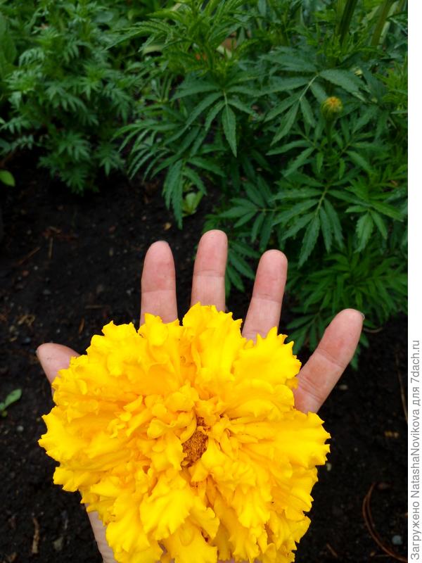 я подставлю ладони, насыпайте мне солнца))