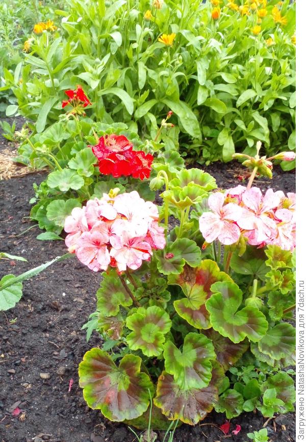 герани мучаются без тепла