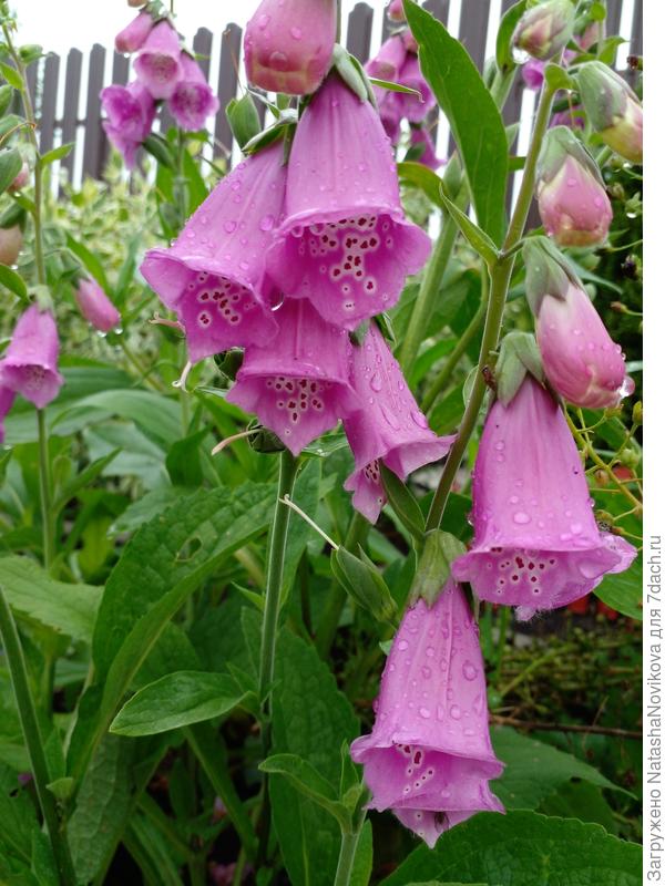 колокольчиков звон))