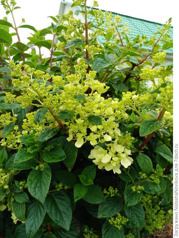 скоро будет красиво