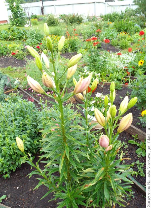 пытается цвести &quot;марлен&quot;