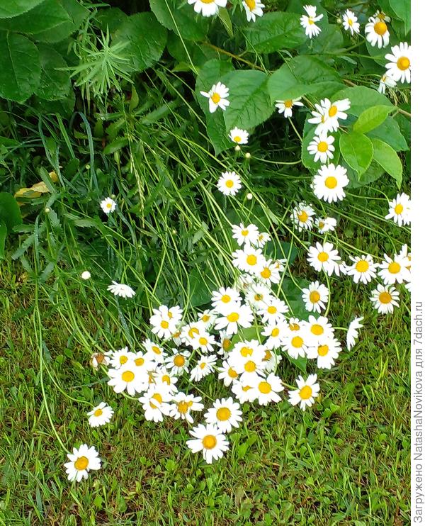 и ромашки упали