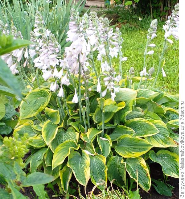 а хосты рады непогоде