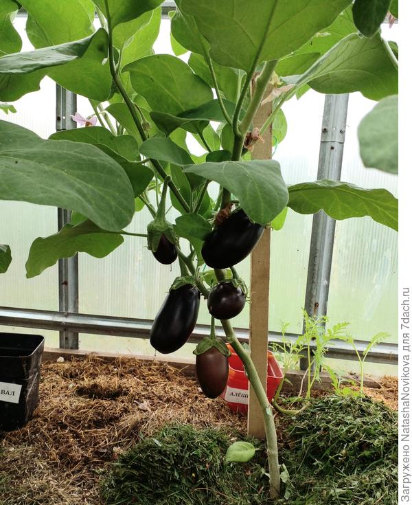 баклажаны под горячей травой растут