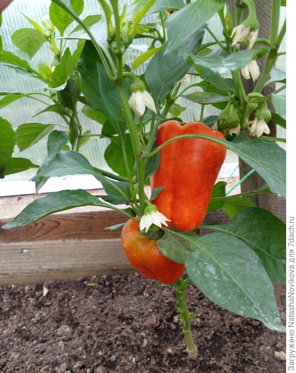 и перчикам хорошо