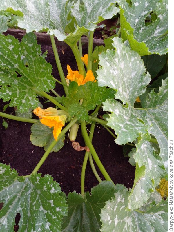 кабачки - корнишоны то же пытаются плодоносить