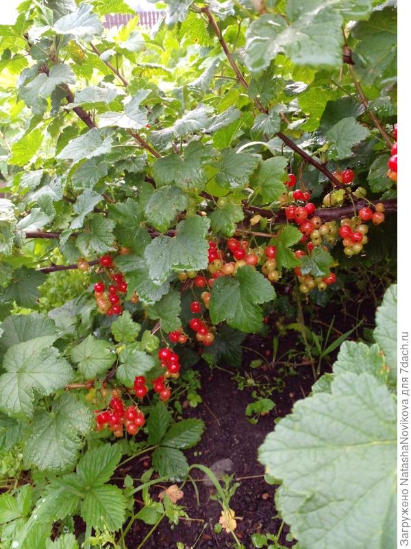 ягоду не возможно собирать - мокро